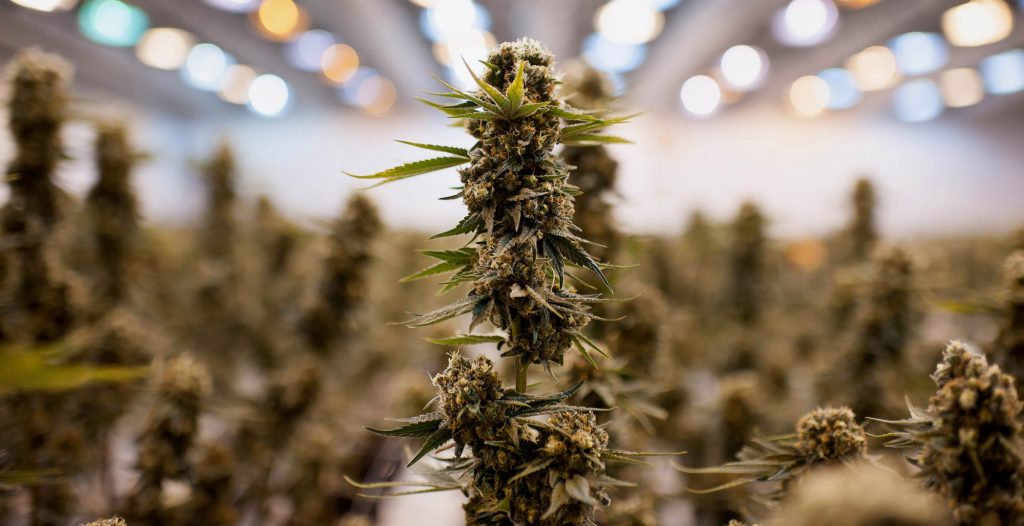 Medical-Cannabis-Grow