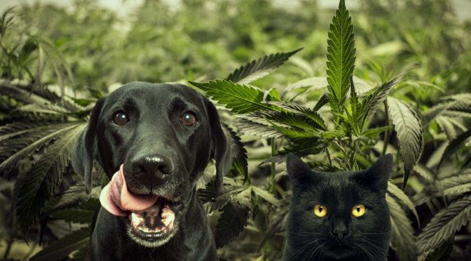 CBD for everyone, not only humans