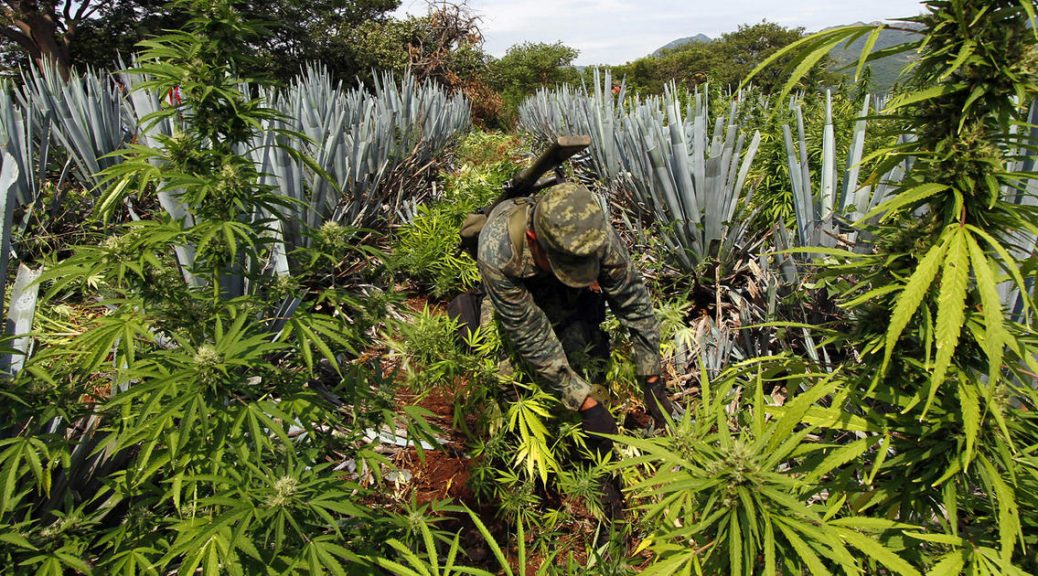 Cannabis-field-legalization-Mexico